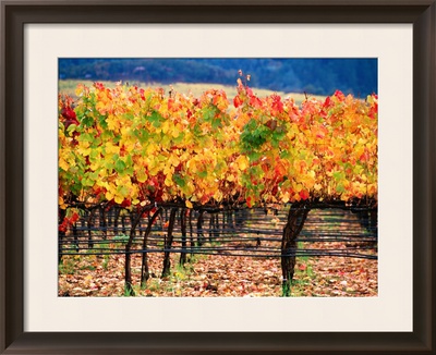 Autumn Colours In A Vineyard, Napa Valley, United States Of America by Jerry Alexander Pricing Limited Edition Print image