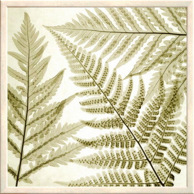 Ferns Iii by Steven N. Meyers Pricing Limited Edition Print image