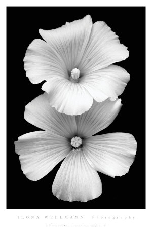 Perfect White by Ilona Wellmann Pricing Limited Edition Print image