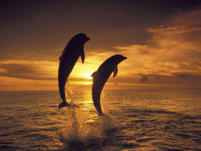 Bottlenose Dolphins, Caribbean by Stuart Westmoreland Pricing Limited Edition Print image