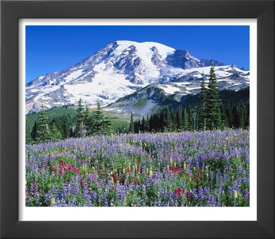 Wildflowers, Mt. Rainier National Park, Wa by Mark Windom Pricing Limited Edition Print image