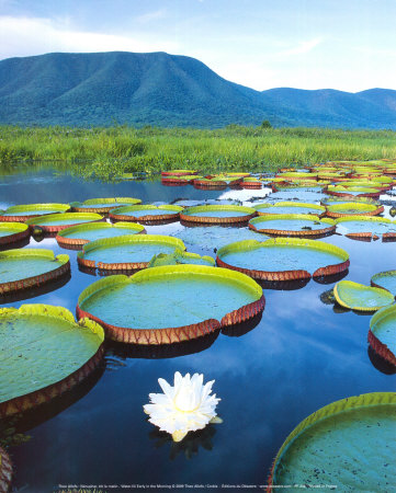 Water Lilies, Early Morning by Theo Allofs Pricing Limited Edition Print image