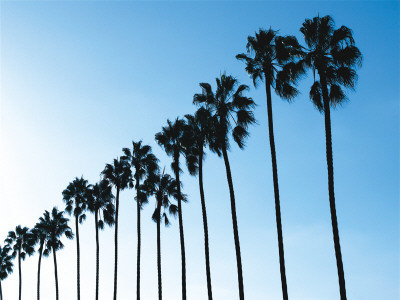 La Jolla Palms by Jenny Kraft Pricing Limited Edition Print image