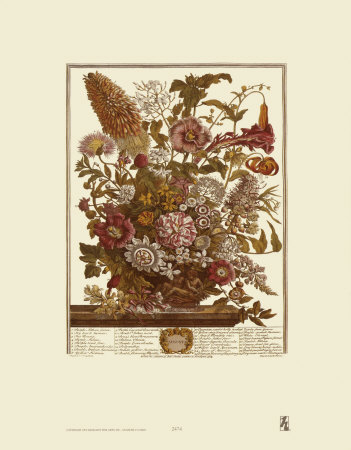 Twelve Months Of Flowers, 1730, August by Robert Furber Pricing Limited Edition Print image