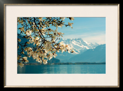 Blossoming Magnolia, Lake Geneva, Switzerland by Guenter Fischer Pricing Limited Edition Print image