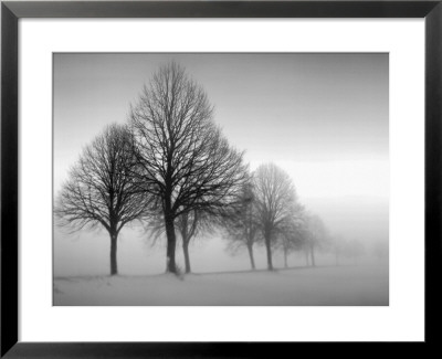 Winter Trees Iii by Ilona Wellman Pricing Limited Edition Print image