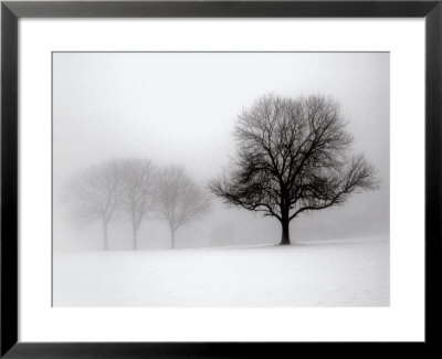 Winter Trees I by Ilona Wellman Pricing Limited Edition Print image