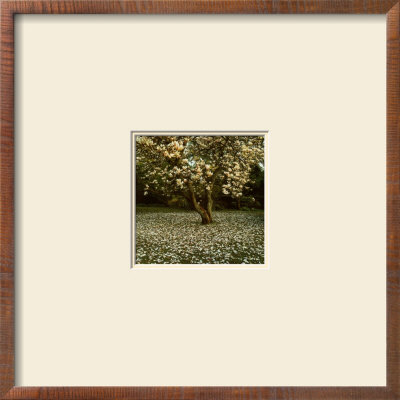 Magnolia by Bent Rej Pricing Limited Edition Print image