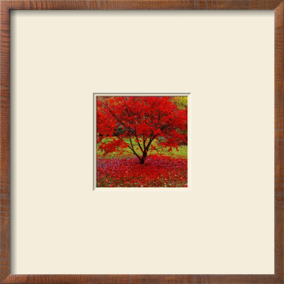 Acer by Bent Rej Pricing Limited Edition Print image