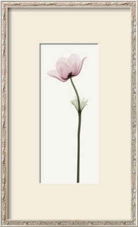 Anemone Ii by Steven N. Meyers Pricing Limited Edition Print image