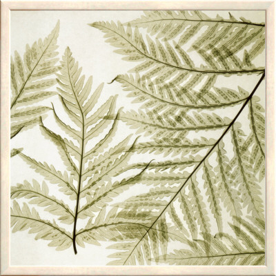 Ferns I by Steven N. Meyers Pricing Limited Edition Print image