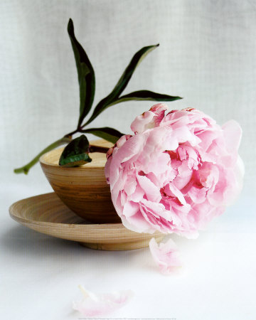 Peony by Amelie Vuillon Pricing Limited Edition Print image