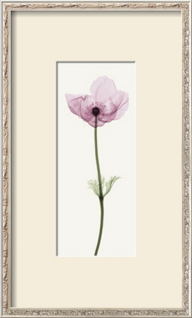 Anemone I by Steven N. Meyers Pricing Limited Edition Print image
