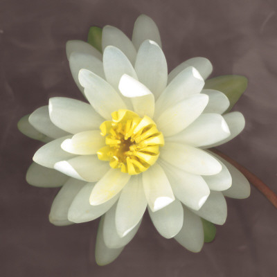 Water Lily by Erin Clark Pricing Limited Edition Print image