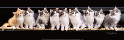 Klassical Kittens by Keith Kimberlin Pricing Limited Edition Print image
