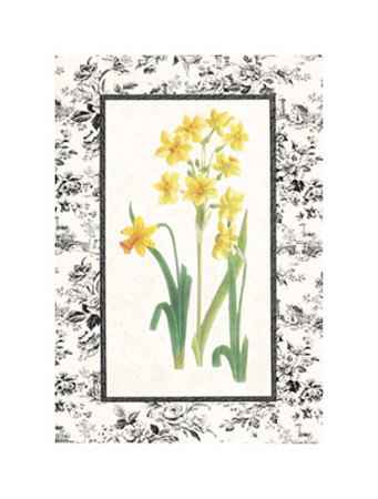 Jonquil And Narcissus Ii by Sarah Elizabeth Chilton Pricing Limited Edition Print image