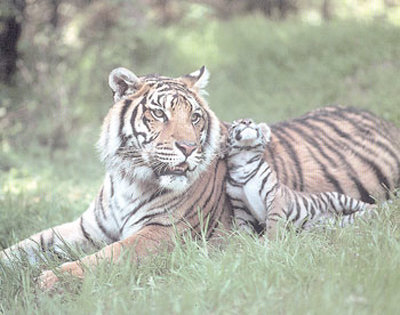 Cuddly Tigers by Ron Kimball Pricing Limited Edition Print image