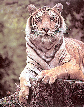 Tiger On Stump by Richard Stacks Pricing Limited Edition Print image