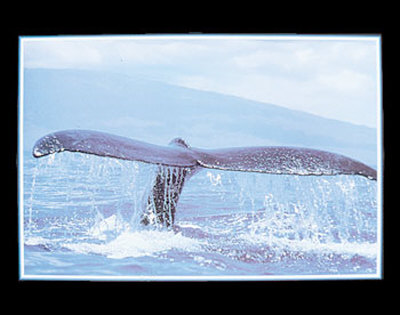 Grey Whale Tail by Debbie Ferrari Pricing Limited Edition Print image