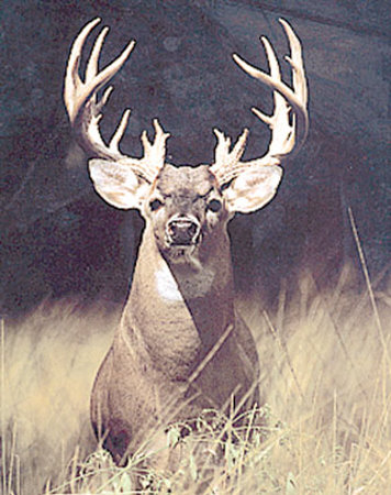 Trophy Buck by Mike Biggs Pricing Limited Edition Print image