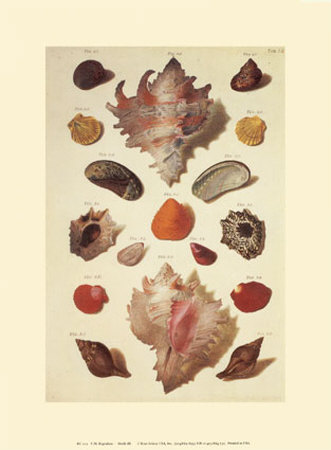 Shells by M. Regenfuss Pricing Limited Edition Print image