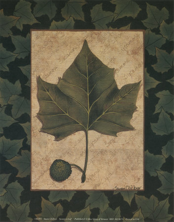 Sycamore Leaf by Susan Clickner Pricing Limited Edition Print image