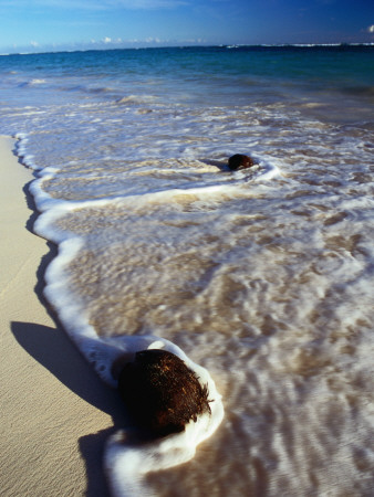 Coconut Washed Up On Beach, Bavaro by Chris Mellor Pricing Limited Edition Print image