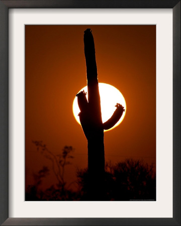 Saguaro Cactus Sunset, Picacho Peak, Arizona by Matt York Pricing Limited Edition Print image