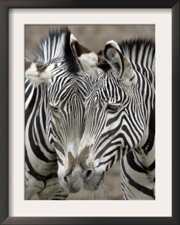 Sebras On Earth Day, Franklin Park Zoo, Boston, Massachussets by Michael Dwyer Pricing Limited Edition Print image