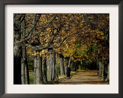 A Man Strolls Through Lazienki Park On A Crisp Autumn Morning In Warsaw, Poland, October 30, 2006 by Czarek Sokolowski Pricing Limited Edition Print image