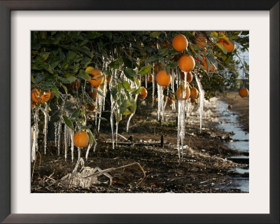 Drip Irrigation Creates Icicles And Forms An Insulation And Way Of Protecting Oranges On The Trees by Gary Kazanjian Pricing Limited Edition Print image