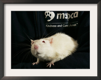 Roland, A One-Year-Old Domestic Rat, Is Held At The Mspca In Boston Thursday, May 26, 2005 by Elise Amendola Pricing Limited Edition Print image