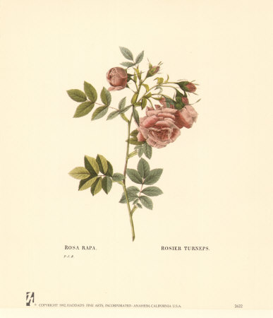 Roses by Pierre-Joseph Redoute Pricing Limited Edition Print image
