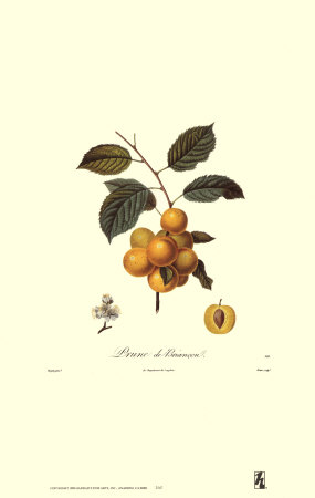 Plums, Prune De Briancon by Francois Langlois Pricing Limited Edition Print image