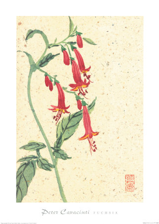 Fuchsia by Peter Cavaciuti Pricing Limited Edition Print image