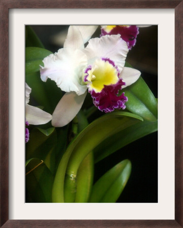 The Cattleya Orchid by Bebeto Matthews Pricing Limited Edition Print image