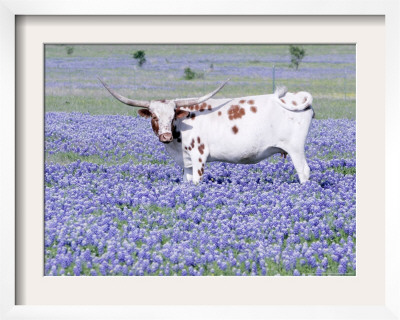 Longhorn Grazing On Bluebonnets, Midlothian, Texas by Pat Sullivan Pricing Limited Edition Print image