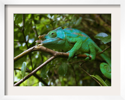 A Chameleon Sits On A Branch Of A Tree In Madagascar's Mantadia National Park Sunday June 18, 2006 by Jerome Delay Pricing Limited Edition Print image