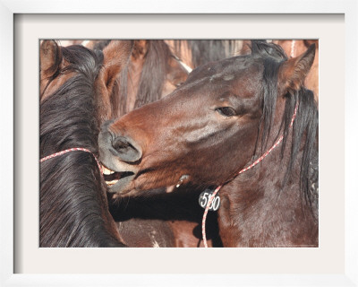 Wild Stallions Jostle And Spar As They Are Held Together In A Small Pen by Debra Reid Pricing Limited Edition Print image