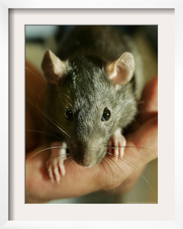 Twinkee, A 14-Week-Old Baby Domestic Rat, Is Held At The Mspca In Boston Thursday, May 26, 2005 by Elise Amendola Pricing Limited Edition Print image
