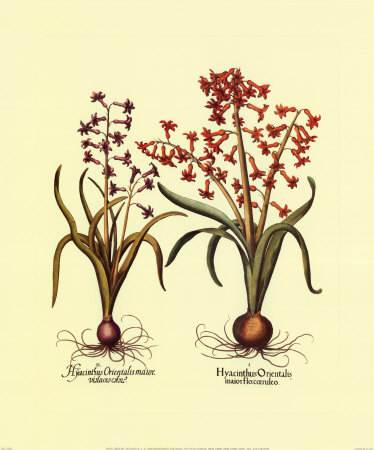 Botanical Ii by Basilius Besler Pricing Limited Edition Print image