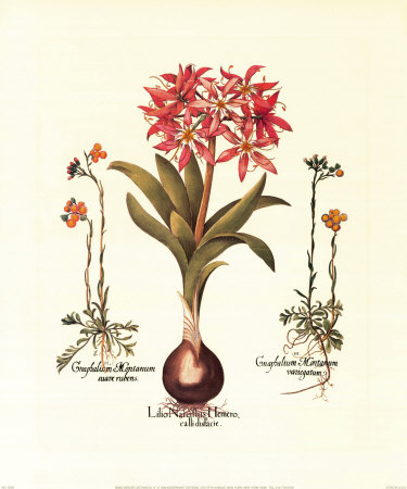 Botanical Iv by Basilius Besler Pricing Limited Edition Print image