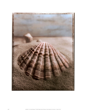 Seashell Ii by Sondra Wampler Pricing Limited Edition Print image