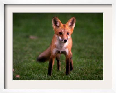A Fox Walks Into A Yard Behind A Suburban Home In West Des Moines, Iowa, September 21, 1999 by John Gaps Iii Pricing Limited Edition Print image