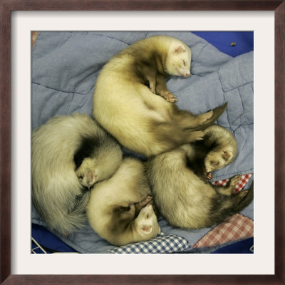 A Pack Of Ferrets Clockwise From Top, Chewbacca, Hobart, Dixie B, Wolfgang Amadeaus Motzart by Carolyn Kaster Pricing Limited Edition Print image