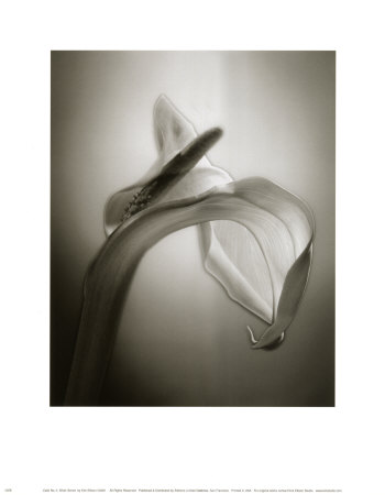 Calla No. 2 by Kirk Ellison Pricing Limited Edition Print image