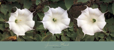 Jimson Weed by Bela Kalman Pricing Limited Edition Print image