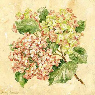 Hydrangea by Pamela Gladding Pricing Limited Edition Print image