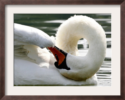 Swan On The River Rhine Near Breisach, Germany by Winfried Rothermel Pricing Limited Edition Print image