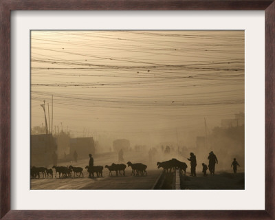 Afghan Herders Lead Their Livestodk Across A Road In Kabul, Afghanistan, Monday, Oct 9, 2006 by Rodrigo Abd Pricing Limited Edition Print image